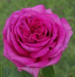 Rosemary Ladlau Rose 5LT