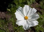 Cosmos Sonata F1 White Seed - 1000 Raw Seed