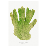 Gathering Green 7 Art Print