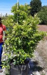 Lemon Cape Rough Tree 70LT
