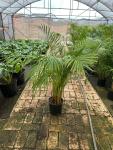 Bamboo Palm 23CM Pot