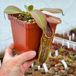Tropical Pitcher Nepenthes 'spathulata X Peltata ' BE-3866