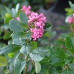 Escallonia ‘pink Princess’ 17CM Pot