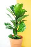 Fiddle Leaf Fig - 30CM Single Stem