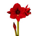 Amaryllis Symphony Single – Karoo Bulb