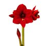 Amaryllis Symphony Single – Karoo Bulb