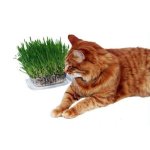 Super Grass