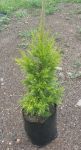 Cupressus Gold Crest 10LT