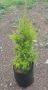 Cupressus Gold Crest 10LT