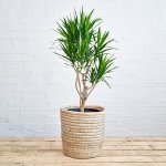 Dragon Tree - Angazi - In 30CM Sinan Basket