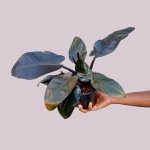 Philodendron Black Cardinal - 14CM Nursery Pot B Grade - Light Blemishes