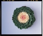 Kale Songbird White Seed - 500 Raw Seed