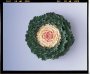 Kale Songbird White Seed - 500 Raw Seed