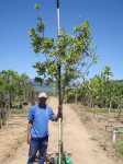 Macadamia Nut Tree 40LT