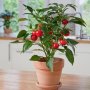 Capsicum Pot Pepper Red Tomato - Chili Seed - 100 Raw Seed