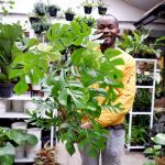 MINI Monstera Vining - Extra Large - 16.5CM Nursery Pot Bushy Plant