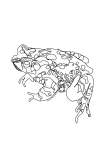 Karoo Toad Single Line Art Print - A3