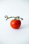 Tomato 6 Pack Tray Various Variety