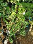 Star Jasmine Confederate Jasmine 3 Litres
