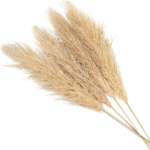 Tall Fluffy Pampas Grass Brown
