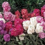 Stocks Vintage Mixed Seed - 50 Raw Seed