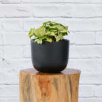 Arrowhead Plant - Pixie - 12CM Nursery Pot