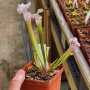 Trumpet Pitcher Sarracenia 'leucophylla L18MK X Pink Thing 2.' Special Import. - Dormant Plant. 12CM Plastic Container.