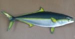Yellowtail Kingtail 138CM Cyt