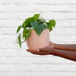 Heart Leaf Philodendron - In 16CM Pink Moon Planter