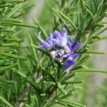 Rosemary Tuscan Blue Essential Oil