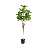 Rubber Leaf Plant 1 5M