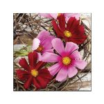 3 Ply Lunch Serviettes 33X33 Cosmos Flowers 20S Tbd