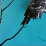Stateless Vinyl Record