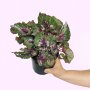 Begonia - Alaska Creek - 14CM Nursey Pot