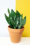 Snake Plant - 25CM Completely Mottled Green Variety - Sansevieria Tri