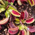 Venus Fly Trap 'sandokan.' Special Import. - 2 Year Old Plant. 7.5CM Plastic Container.
