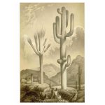 Giant Grey Cacti Art Print