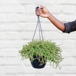 Crassula - Watch Chain - 21CM Hanging Basket