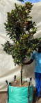 Magnolia Grandiflora ‘little Gem’ 250LT