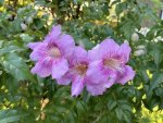 Podranea Ricasoliana 10LT