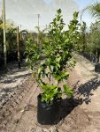 Viburnum Sinensis 50LT