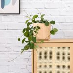 Hoya Australis - In 21CM Migo Blush Planter