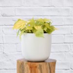 Philodendron Neon - In White Moon Planter