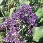 Statice Perezii Atlantis Seed - 50 Raw Seed