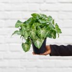 Arrowhead Plant - 14CM Nursery Pot