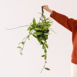 Hoya Pubicalyx - Large - In 20CM Hanging Planter