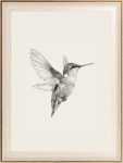 Astrdecor Hummingbird Wall Art Prints Vintage Black And White Bird Sketch Painting Picture Rustic Neutral Decor Canvas Wall Deco