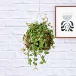 Peperomia Tetraphylla Hope Mossball