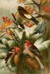 DIE Nordamerikanische Vogelwelt 10 Art Print - A4