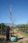 Celtis Africana 400LT White Stinkwood